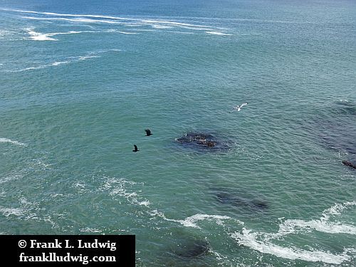 Ravens in Mullaghmore